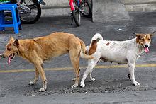 dog knotting a woman|Canine reproduction .